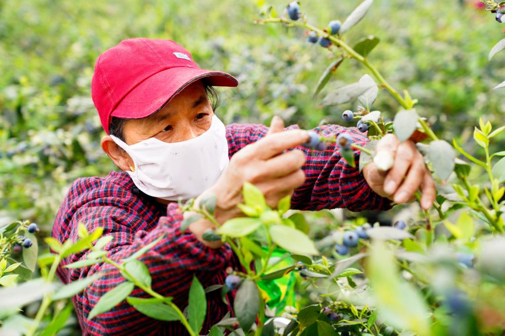 山東惠民：藍莓成鄉(xiāng)村振興“致富果”