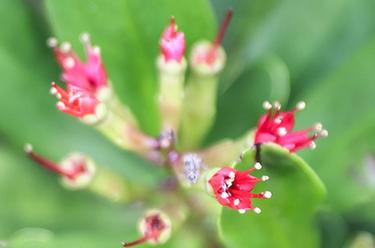 紅樹(shù)植物中的“大熊貓”紅欖李迎來(lái)花期