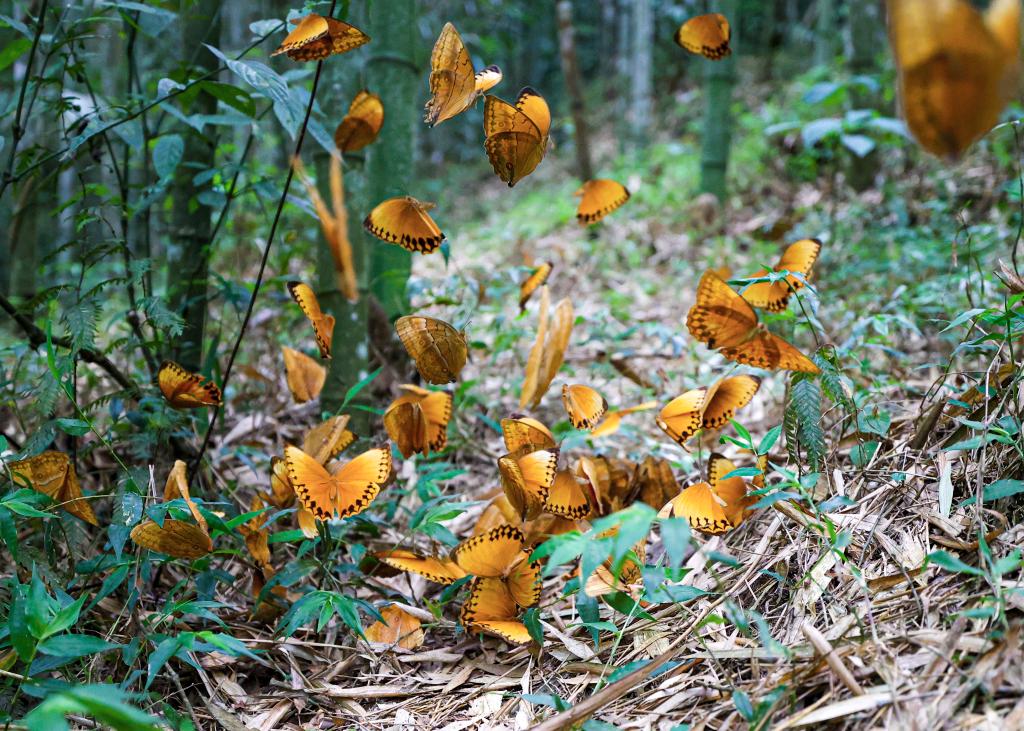 中國·紅河蝴蝶谷迎來蝴蝶大爆發(fā)