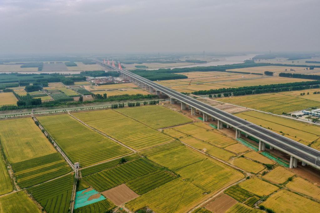 山東濟南：黃河灘區(qū)遷建復(fù)墾土地小麥收獲在望