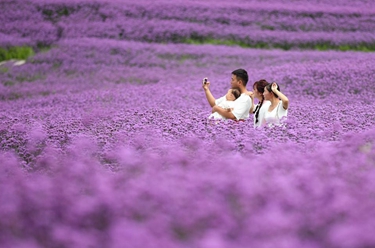 貴陽(yáng)：夏日紫色花海