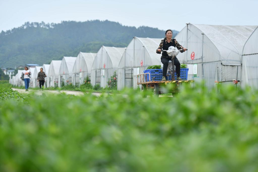 貴州黃平：野菜馴化種植催生農業(yè)新業(yè)態(tài)