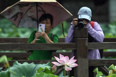 南寧：荷花盛開引客來(lái)