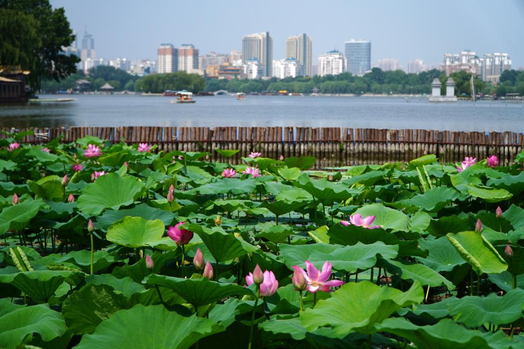 濟(jì)南大明湖：夏日荷花始盛開(kāi)