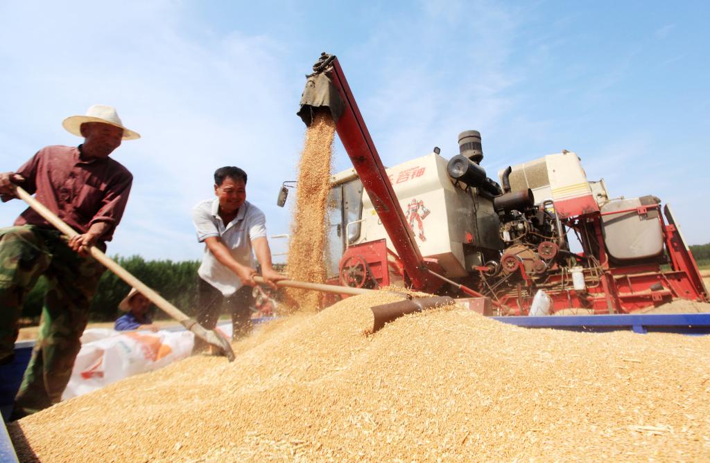 今年全國夏糧實現豐收 總產量達2923億斤