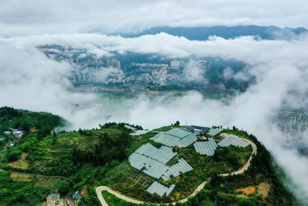 長江行丨巫山脆李出峽記