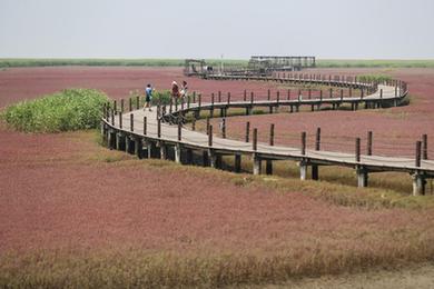 夏游紅海灘