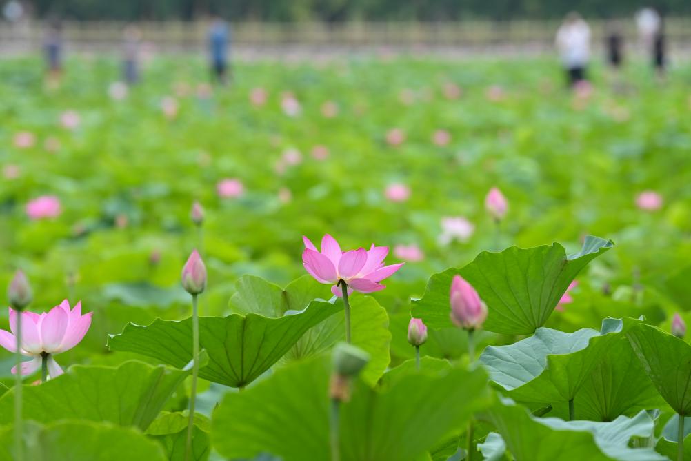 荷花盛開(kāi)引游人