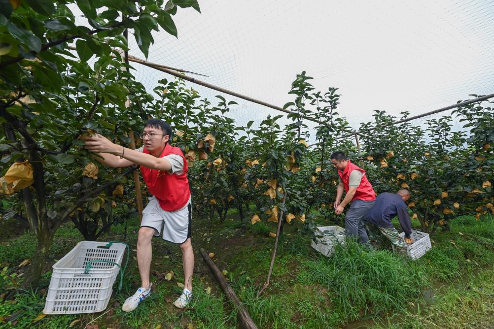 浙江湖州：志愿者助農忙搶收