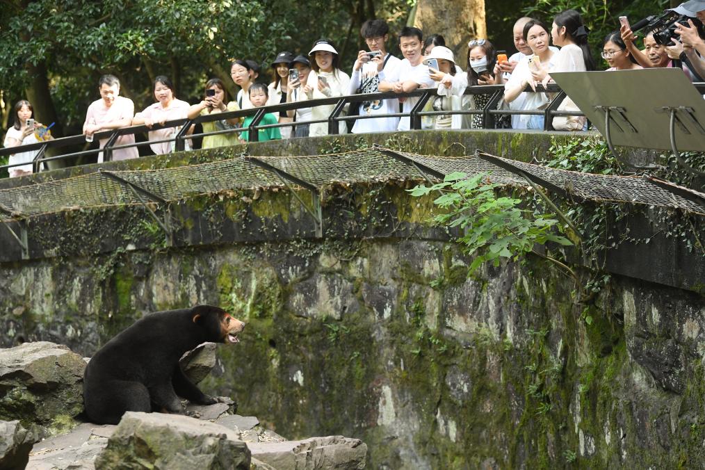 探訪(fǎng)杭州動(dòng)物園“人氣”馬來(lái)熊