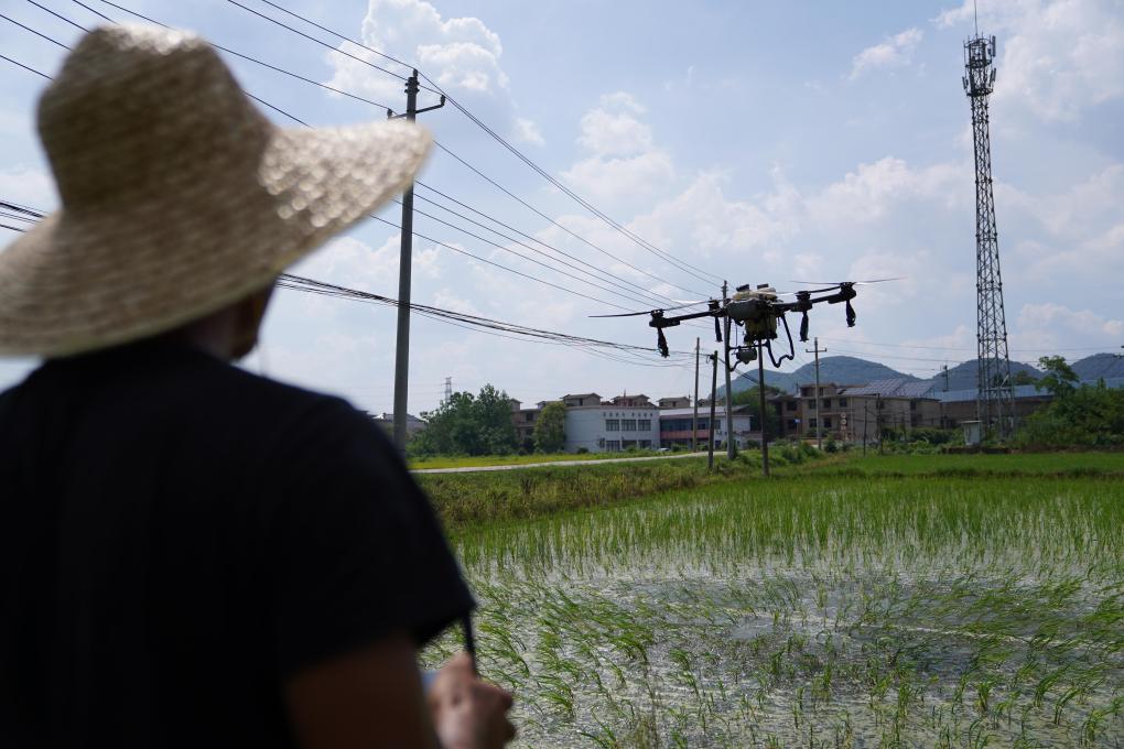 江西分宜：無人機(jī)助力“雙搶”