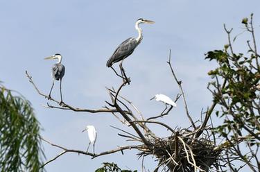 山東成武：城區(qū)濕地野生鳥(niǎo)類棲息