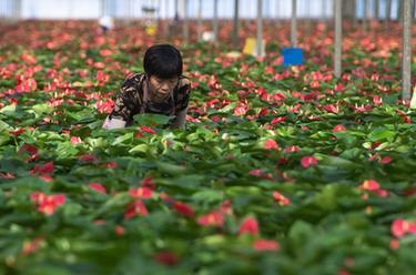 湖北鐘祥：發(fā)展花卉產(chǎn)業(yè) 助農增收增效