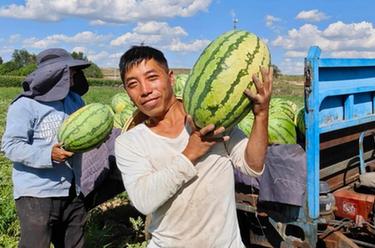 內(nèi)蒙古無(wú)定河流域西瓜采摘忙