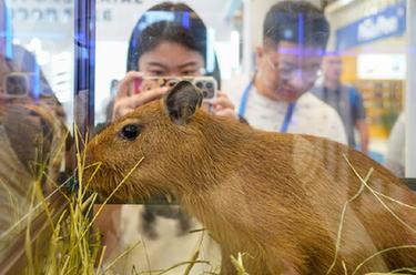 第25屆亞洲寵物展在滬開幕