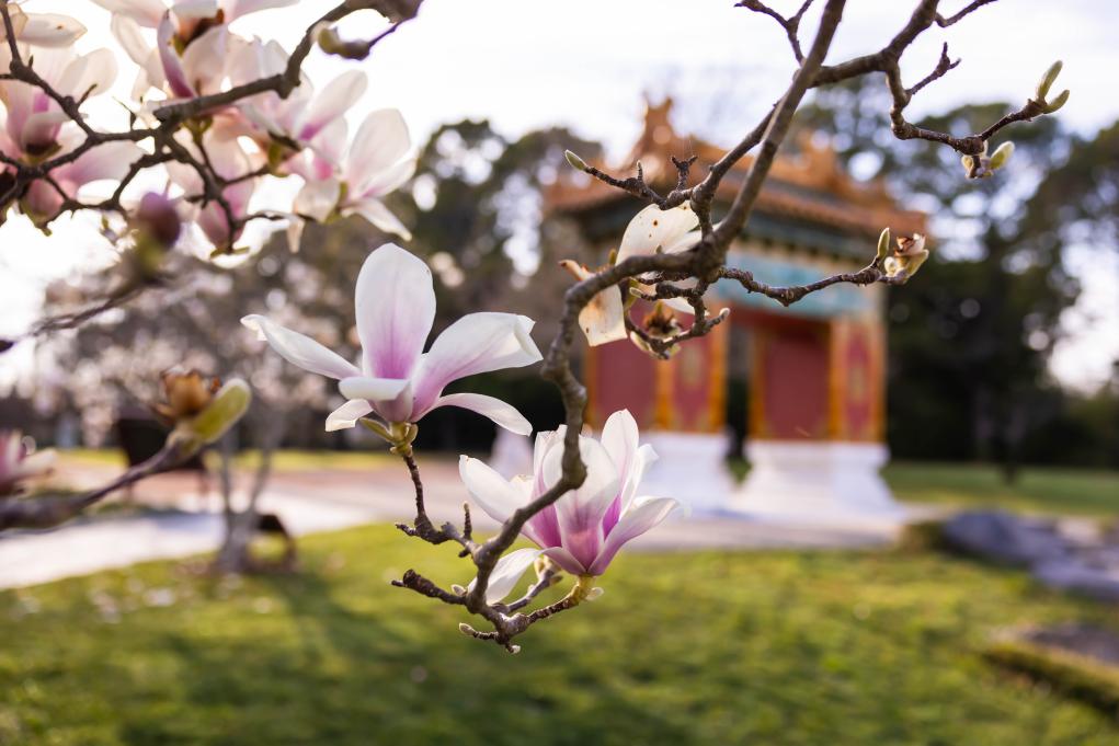 澳大利亞：北京花園玉蘭花開(kāi)