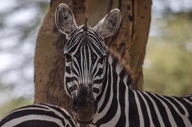 肯尼亞納庫魯湖國家公園的野生動物