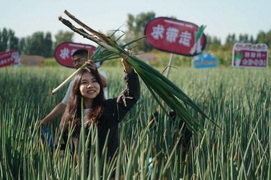 北京平谷：大蔥嘗鮮季開(kāi)幕