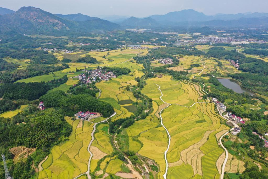 “飛閱”秋收“好豐景”丨梯田“瞰秋”