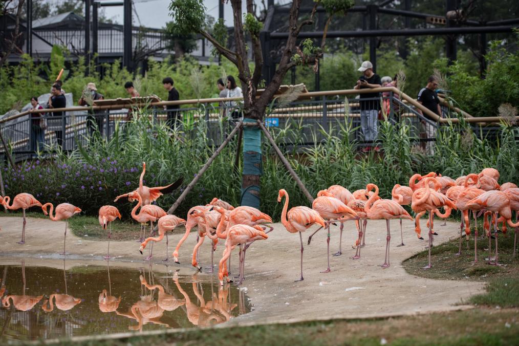 武漢動(dòng)物園正式開(kāi)園