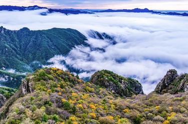 美麗中國(guó)丨陜西秦嶺牛背梁現(xiàn)云海奇觀