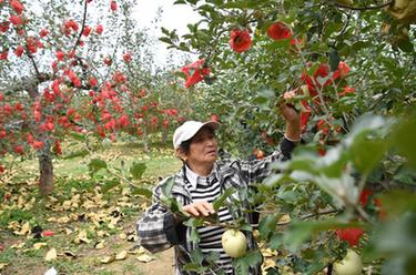 新華全媒+丨黃河岸邊蘋(píng)果豐收