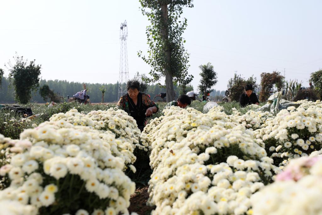 河北邢臺(tái)：菊花飄香