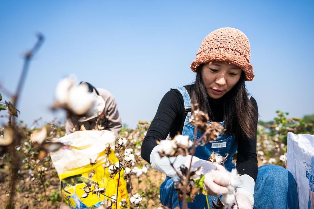 湖南南縣：棉花喜豐收