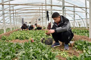 新春走基層丨幸福的味道——“新農(nóng)人”宋建飛一家的幸福生活