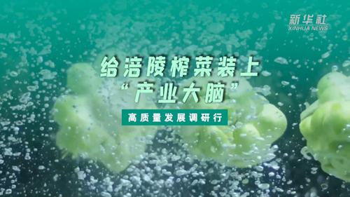 一顆青菜頭，緣何長(zhǎng)出百億產(chǎn)業(yè)？